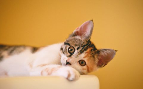 Larryms 中修改默认的手机验证规则